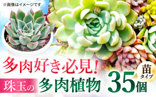 多肉植物 苗 35個セット 福岡 八女 広川  観葉植物 植物 はち インテリア 鉢植え 園芸用品 室内栽培 水やり ガーデニング 広川町/plantsfunshopnatur [AFAT009] 1529471 - 福岡県広川町