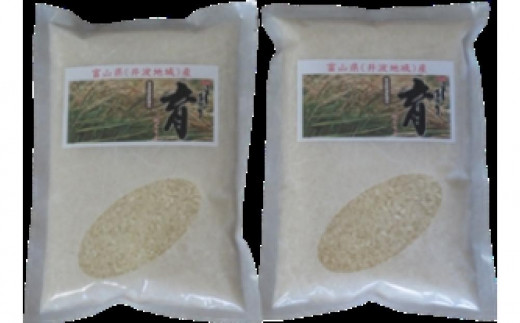 【令和6年産】使いきりパック  富山県産こしひかり 　育（はぐくみ）  白米450ｇ（３合）２個セット《南砺の逸品》 1467266 - 富山県南砺市