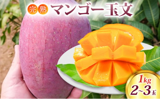 マンゴー 完熟マンゴー 玉文 1kg (2～3玉) 果物 1468182 - 福岡県小郡市