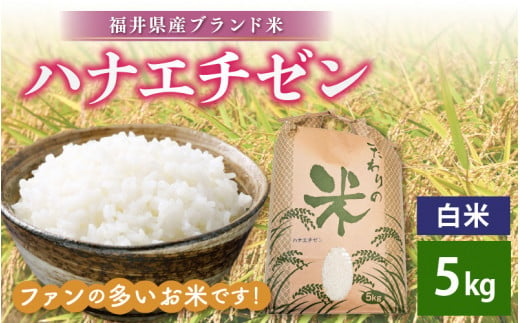 ハナエチゼン 5kg 令和6年 新米 福井県産【白米】【お米 こめ 米 コメ 精米 はなえちぜん 華越前 5キロ】 [e30-a067]