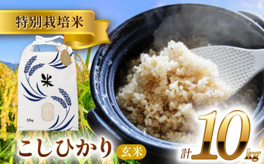 【10月発送】愛知県産コシヒカリ 玄米10kg 特別栽培米 お米 ご飯／戸典オペレーター [AECT023-10] 1470895 - 愛知県愛西市