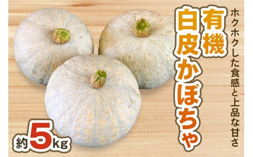 [数量限定／期間限定] 白皮かぼちゃ (有機) 5kg【黒澤農園】｜伯爵 南瓜 カボチャ 国産 産地直送 煮物 サラダ スイーツ 甘楽町産 [0220]