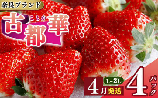 先行予約 いちご 平群の古都華 L～2Lサイズ 計4パック  4月発送 古都華 阪野農園 | 果物 くだもの フルーツ 苺 イチゴ いちご ストロベリー 古都華 ことか 旬の品種 奈良県 平群町