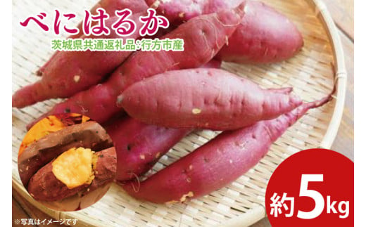 【先行予約】べにはるか 約5㎏（茨城県共通返礼品：行方市産）※2024年10月上旬～2025年3月下旬頃に順次発送予定（CD085）