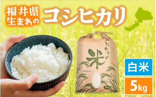 コシヒカリ 5kg 令和6年 新米 福井県産【白米】【お米 こめ 米  コメ 精米 こしひかり 5キロ 人気品種】 [e30-a079] 271774 - 福井県越前町