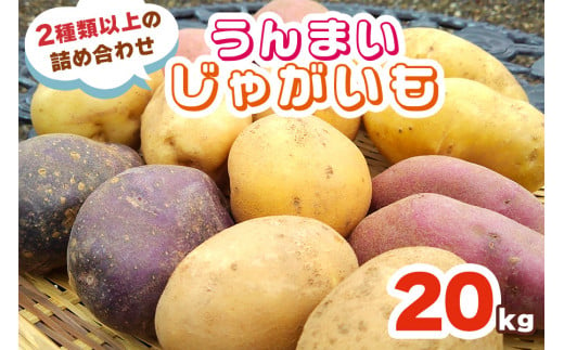 [数量限定／期間限定] うんまいじゃがいも 20kg (2種類以上の詰め合わせ)｜じゃがいも ジャガイモ ポテト 馬鈴薯 とうや ノーザンルビー レッドムーン メークイン 産地直送 農家直送 [0221]