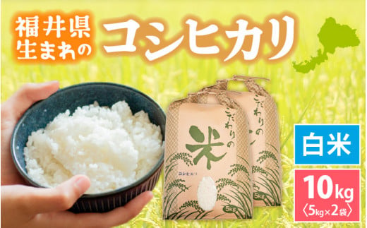 コシヒカリ 10kg 令和6年 新米 福井県産【白米】【お米 こめ 米 コメ こしひかり 10キロ 精米 人気品種】 [e30-a081] 271775 - 福井県越前町