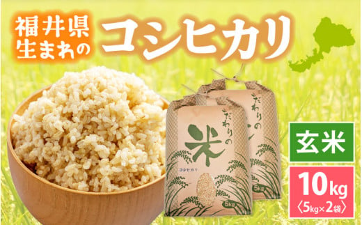 コシヒカリ 10kg 令和6年 福井県産【玄米】【お米 こしひかり 10キロ 人気品種】 [e30-a080]