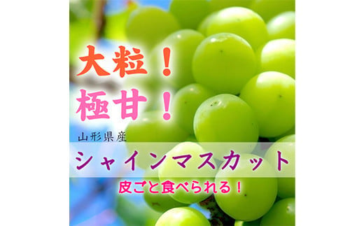 《先行受付 2025年》山形県産 大房大粒シャインマスカット 約700g～800g  マスカット ぶどう ブドウ 葡萄 デザート フルーツ 果物 くだもの 果実 食品 山形県 FSY-1800 1518086 - 山形県山形県庁