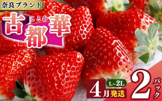 先行予約 いちご 平群の古都華 L～2Lサイズ 計2パック 4月発送 古都華 阪野農園 | 果物 くだもの フルーツ 苺 イチゴ いちご ストロベリー 古都華 ことか 旬の品種 奈良県 平群町