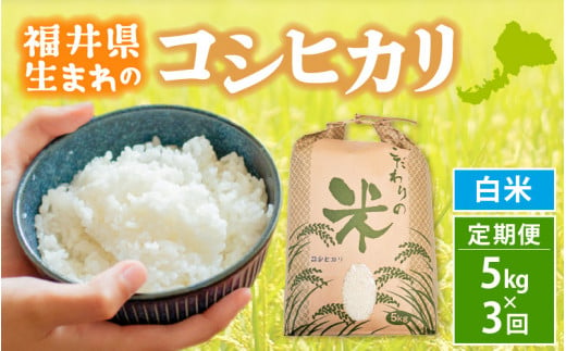 定期便≪3ヶ月連続お届け≫コシヒカリ 5kg × 3回 令和6年 新米 福井県産【白米】【お米 こしひかり 計15キロ 人気品種】 [e30-c011] 292119 - 福井県越前町