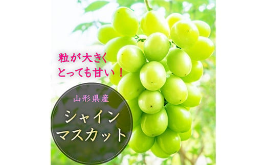 《先行受付 2025年》山形県産 大粒シャインマスカット 約1.2kg～1.3kg  マスカット ぶどう ブドウ 葡萄 デザート フルーツ 果物 くだもの 果実 食品 山形県 FSY-1801 1518087 - 山形県山形県庁