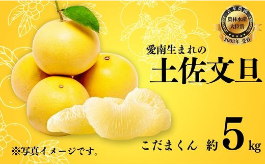【先行予約】訳あり 土佐文旦 こだまくん 5kg【発送:3月上旬～なくなり次第】 文旦 柑橘 みかん 規格外 小玉 少量 大容量 キズ 傷 愛媛県 愛南町 吉本農園  