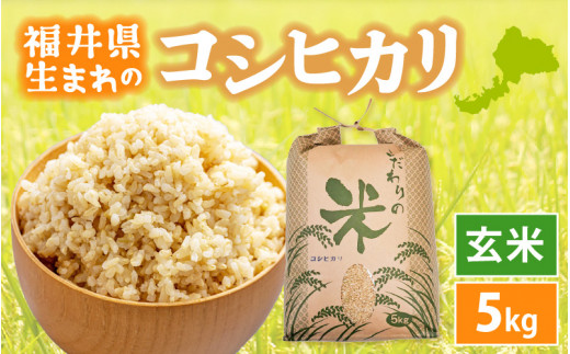 コシヒカリ 5kg 令和6年 福井県産【玄米】【お米 こしひかり 5キロ 人気品種】 [e30-a078] 301516 - 福井県越前町