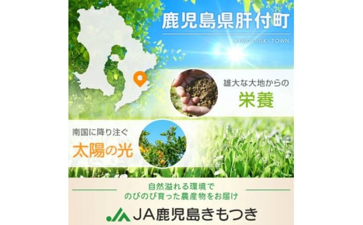 鹿児島県肝付町のふるさと納税 A18008 ＜先行予約受付中！2025年2～3月に収穫ができ次第順次発送＞肝付町産不知火(しらぬい)(計6kg・3kg×2ケース)国産 フルーツ 果物 柑橘 みかん デコポン しらぬい 不和火 大将季 だいまさき 果実【JA鹿児島きもつき高山支所】