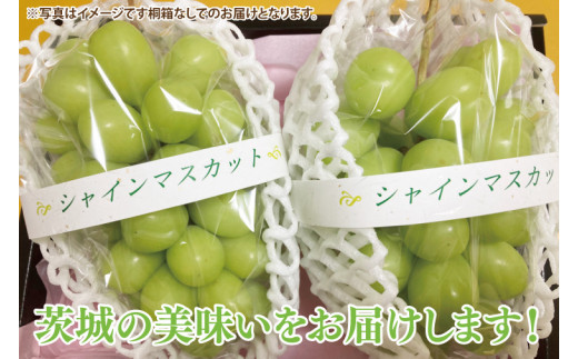 シャインマスカット 2房（茨城県共通返礼品：かすみがうら市産） ※2024年8月初旬～2025年1月下旬頃に順次発送予定（CD023） - 茨城県大子町 ｜ふるさとチョイス - ふるさと納税サイト