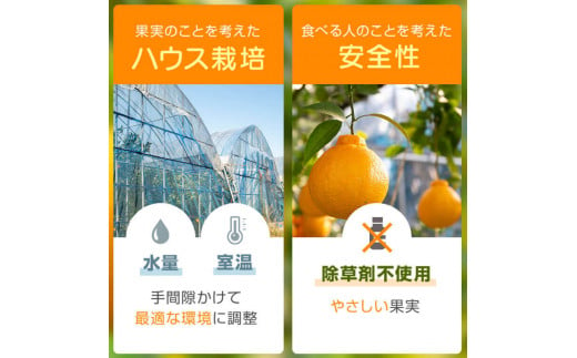 鹿児島県肝付町のふるさと納税 A18008 ＜先行予約受付中！2025年2～3月に収穫ができ次第順次発送＞肝付町産不知火(しらぬい)(計6kg・3kg×2ケース)国産 フルーツ 果物 柑橘 みかん デコポン しらぬい 不和火 大将季 だいまさき 果実【JA鹿児島きもつき高山支所】