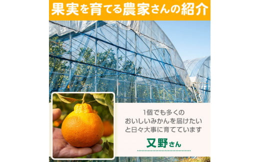 鹿児島県肝付町のふるさと納税 A18008 ＜先行予約受付中！2025年2～3月に収穫ができ次第順次発送＞肝付町産不知火(しらぬい)(計6kg・3kg×2ケース)国産 フルーツ 果物 柑橘 みかん デコポン しらぬい 不和火 大将季 だいまさき 果実【JA鹿児島きもつき高山支所】