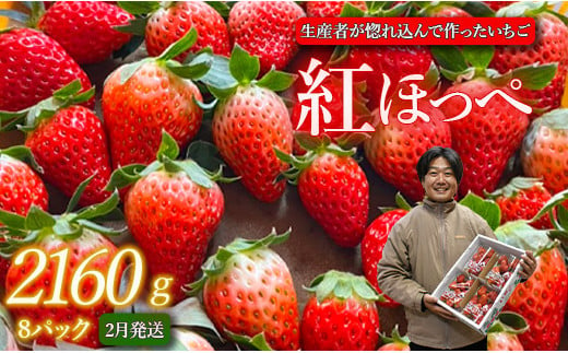 生産者が惚れ込んで作るいちご【2月発送】いちご 2160g 270g×8 イチゴ 苺 ストロベリー 紅ほっぺ べにほっぺ 送料無料 取り寄せ おすすめ 人気 プレゼント ギフト 国産 内容量 予約受付 選べる 贈答 お好み 定期 美味しい 果物 茨城 2025年分 予約受付 鉾田 村田農園 紅ほっぺの村田 573585 - 茨城県鉾田市