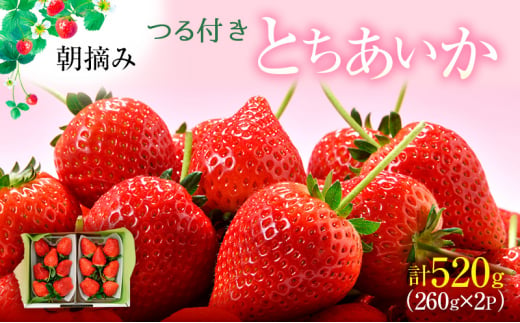つる付き とちあいか 2パック箱（1月中旬～1月下旬発送） いちご 果物 フルーツ 苺 イチゴ くだもの 朝取り 新鮮 美味しい 甘い [№5840-2280] 1470508 - 栃木県鹿沼市