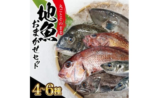 地魚おまかせセット 計2kg以上(4〜6種類入)