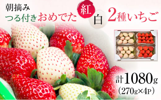 おめでた紅白2種いちご 4パック （3月～5月発送） いちご 果物 フルーツ 苺 イチゴ くだもの とちあいか ミルキーベリー 朝取り 新鮮 美味しい 甘い [№5840-2325] 1279148 - 栃木県鹿沼市