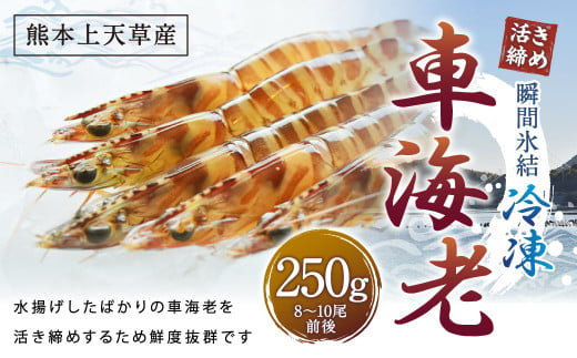 【瞬間氷結】熊本天草産活き締め冷凍車海老 250g 8～10尾前後 車海老 車エビ 車えび 海老 エビ えび 冷凍 活き締め 上天草市 天草 【2024年11月上旬～2025年2月下旬発送予定】 1469771 - 熊本県上天草市