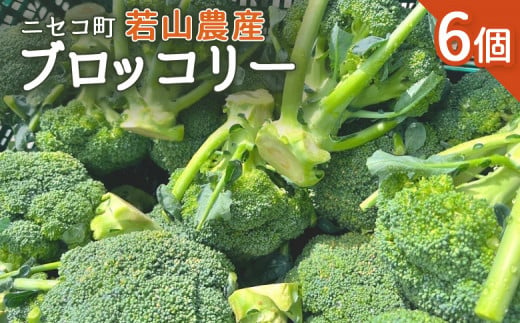 ニセコ町 若山農産 ブロッコリー 6個 ぶろっこりー 野菜 ニセコ町産 農家直送 新鮮 やさい 数量限定 万能野菜 ベジタブル 8,000円 オンライン 申請 ふるさと納税 北海道 ニセコ にせこ【40002】 1416648 - 北海道ニセコ町