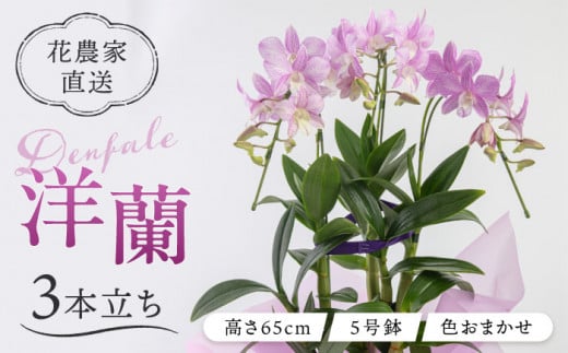 【30セット 限定 】 デンファレ （ 洋蘭 ） 3本 立ち  《糸島》【和饗エコファーム株式会社】蘭 洋蘭 デンファレ 花 インテリア お祝い 贈り物 [AVI004] 406757 - 福岡県糸島市