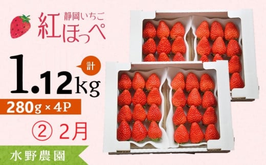 ６２７３　②2月からの発送 掛川産 完熟いちご 紅ほっぺ 280g×４P 1.12ｋｇ (8～15粒入×4P) R7年１月中旬頃から順次発送 ①1月､②2月の中から発送時期をお選び下さい  水野農園   ( ミズノ農園 ） 1135272 - 静岡県掛川市