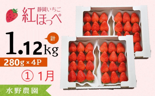 ６２７３　①1月からの発送 掛川産 完熟いちご 紅ほっぺ 280g×４P 1.12ｋｇ (8～15粒入×4P) R7年１月中旬頃から順次発送 ①1月､②2月の中から発送時期をお選び下さい  水野農園   ( ミズノ農園 ） 1135264 - 静岡県掛川市