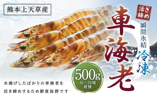 【瞬間氷結】熊本天草産活き締め冷凍車海老 500g 16～20尾前後 250g×2パック 車海老 車エビ 車えび 海老 エビ えび 冷凍 活き締め 上天草市 天草 【2024年11月上旬～2025年2月下旬発送予定】 1469772 - 熊本県上天草市