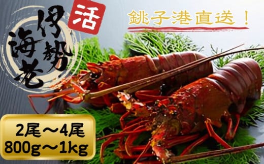 活 伊勢海老 数量限定 約800g～1kg 天然 銚子港水揚げ イセエビ 海老 えび 刺身 魚 甲殻類 魚介 魚貝 冷蔵 送料無料 ボイル バーベキュー アウトドア エビフライ 人気 高級 おススメ 新鮮 海鮮 贈答 プレゼント ギフト お取り寄せ グルメ お祝い 千葉県 銚子市 網中昭商店 発送時期：2025年8月～9月 