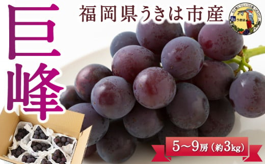 【先行予約】道の駅うきは 巨峰 5房から9房 (約3kg) 2025年8月下旬から9月中旬 出荷予定 383849 - 福岡県うきは市