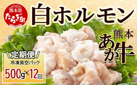 【定期便12回】熊本あか牛 白ホルモン 500g (250g×2)×12回 【 合計 6Kg 】 冷凍真空パック【 熊本 熊本県産 あか牛 冷凍 真空 もつ鍋 ホルモン 焼き肉 】 041-0163 1478577 - 熊本県多良木町