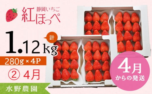 ６２７４　② 4月 発送 いちご 掛川産 完熟いちご 紅ほっぺ 280g×４P 1.12ｋｇ (8～15粒入×4P) R7年3月から順次発送 ①3月 ②4月 ③5月 の中から発送時期をお選び下さい 水野農園  