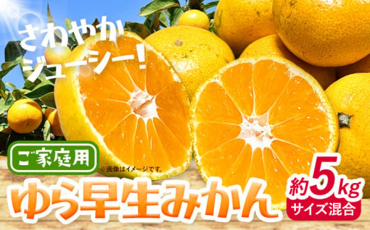 ＜2025年出荷先行予約＞ みかん ゆら早生みかん ご家庭用 5kg サイズ混合 GOGO農園《2025年10月上旬-11月末頃出荷》 和歌山県 日高川町 ゆら早生みかん みかん 早生 柑橘 蜜柑 フルーツ 送料無料