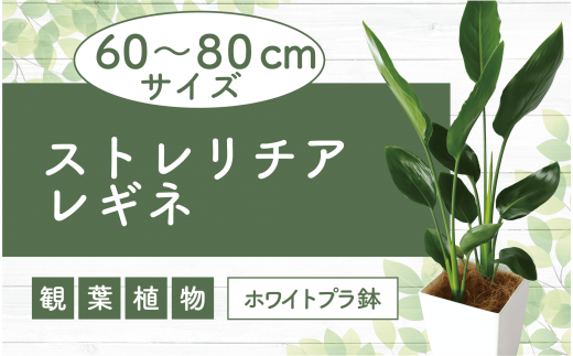 2025年1月中旬～発送【観葉植物】ストレリチア・レギネ(極楽鳥花)60cm～80cm(Green Base/018-1426) 南国鹿児島県で育った 観葉植物！植物 鉢付 インテリア 室内 オフィス おしゃれ プレゼント ギフト 開店祝い 移転祝い マイナスイオン【配送不可地域：北海道・沖縄県・離島】 564042 - 鹿児島県指宿市