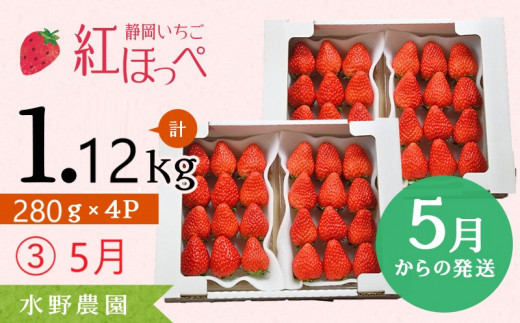 ６２７４　③ 5月 発送 いちご 掛川産 完熟いちご 紅ほっぺ 280g×４P 1.12ｋｇ (8～15粒入×4P) R7年3月から順次発送 ①3月 ②4月 ③5月 の中から発送時期をお選び下さい 水野農園   1470687 - 静岡県掛川市