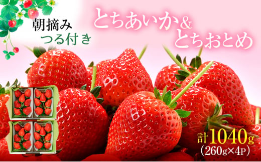 あいか×おとめハーフ＆ハーフ 4パック （2月中旬～2月下旬発送） いちご 果物 フルーツ 苺 イチゴ くだもの とちあいか とちおとめ 朝取り 新鮮 美味しい 甘い [№5840-2330] 1279149 - 栃木県鹿沼市