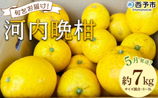 ＜《5月発送》旬をお届け！河内晩柑 約7kg＞ みかん ミカン 蜜柑 果物 柑橘類 果実 オレンジ フルーツ かわちばんかん カワチバンカン 15～20個前後 特産品 国産 明浜産 二ノ宮商事 愛媛県 西予市【常温】 1470585 - 愛媛県西予市