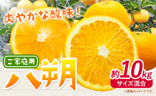 みかん 八朔 ご家庭用 10kg サイズ混合 GOGO農園[10月下旬-12月末頃出荷] 和歌山県 日高川町 はっさく みかん 柑橘 蜜柑 フルーツ 送料無料 st-p