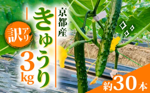 [訳アリ]きゅうり 3kg 訳あり 京都府 野菜 サラダ おつまみ 夏 漬物 ボリューム ファミリー 料理 キュウリ 30本