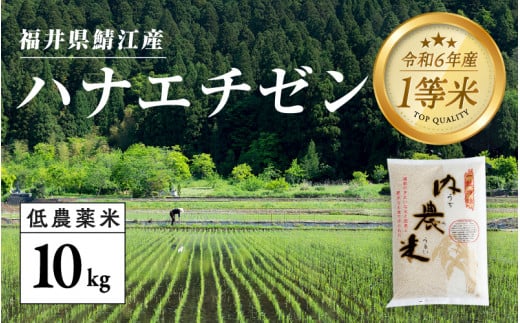 【令和6年産の新米！】福井県産 内農米 華越前 10kg [B-00523] / ハナエチゼン 減農薬米 有機栽培 白米 新米 白米 精米 ご飯 コメ ごはん ライス 産地直送 鯖江市 381630 - 福井県鯖江市