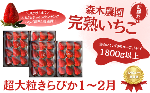 060-32　【1月～2月発送】最高の最高の贅沢をあなたに…森木農園が育てる『超大粒きらぴ香』4トレイ　合計1800ｇ以上【常温発送】