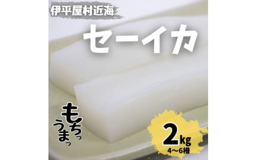 もちっと食感 セーイカ 2kg(4～6柵)【1544699】 1475571 - 沖縄県伊平屋村