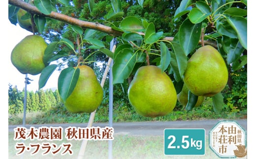 茂木農園 秋田県産 ラ･フランス 2.5kg 220871 - 秋田県由利本荘市