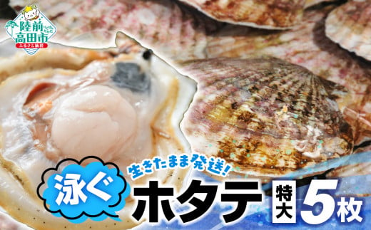 [先行予約] 生きたまま発送 泳ぐホタテ 特大サイズ5枚 [ ほたて 帆立 殻付 新鮮 海鮮 ヤマキイチ商店 ]令和7年5月〜発送開始