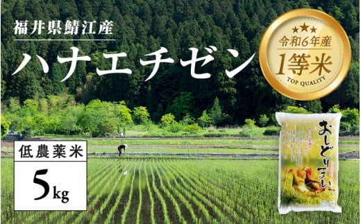 【令和6年産の新米！】福井県産 おしどり米 華越前 5kg＋黒米300g [B-00517]　/ ハナエチゼン 有機栽培 白米 新米 白米 精米 ご飯 コメ ごはん ライス 産地直送 鯖江市 381468 - 福井県鯖江市