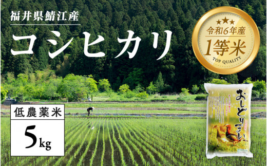 【令和6年産の新米！】福井県産 おしどり米 コシヒカリ 5kg＋黒米300g  [B-00516] / こしひかり 有機栽培 新米 白米 精米 ご飯 コメ ごはん ライス 産地直送 鯖江市 381467 - 福井県鯖江市